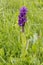 Broad-leaved Marsh Orchid