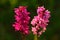 Broad-leaved Marsh Orchid, Dactylorhiza majalis, flowering European terrestrial wild orchid, nature habitat. Beautiful detail of