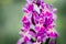 Broad-leaved orchid - Wild mountain orchid