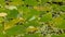 Broad-leaved pondweed Potamogeton natans