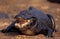 BROAD NOSED CAIMAN caiman latirostris, ADULT WITH OPEN MOUTH, PANTANAL IN BRAZIL