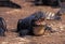 BROAD NOSED CAIMAN caiman latirostris, ADULT WITH OPEN MOUTH, PANTANAL IN BRAZIL