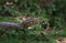 Broad Nosed Caiman, caiman latirostris, Adult standing on Grass, Pantanl in Brazil