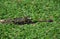 Broad Nosed Caiman, caiman latirostris, Adult standing in Swamp, Pantanl in Brazil