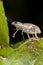 Broad-nosed Weevil