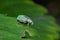 Broad-nosed Weevil