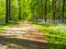 A broad path leading through vibrant purple bluebell woodland, H