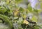 Broad-ringed White eye bird sitting in a bush seen at Aberdare National Park, Kenya,