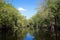 Broad river close to Black River in Jamaica, exotic landscape in the mangroves