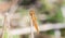 Broad Scarlet Crocothemis erythraea Dragonfly on a Stalk