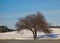 Broad-shaped tree in winter with bifurcated trunk and a web of miniature branches