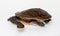 Broad Shelled River Turtle or Broad Shelled Snake-Necked Turtle