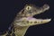 Broad-snouted caiman / Caiman latirostris