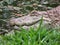 Broad-Snouted Caiman Caiman latirostris Lurking on Swampy Wate