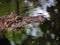 Broad-Snouted Caiman Caiman latirostris Lurking on Swampy Wate