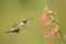 Broad-tailed hummingbird female