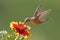 Broad-tailed hummingbird female