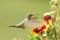 Broad-tailed hummingbird female (Selasphorus platycercus)