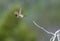 Broad tailed Hummingbird flying away from twig