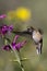 Broad-tailed Hummingbird, Selasphorus platycercus