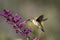 Broad-tailed Hummingbird, Selasphorus platycercus