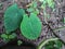 Broad watery leaves stock image