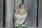 Broad-wing hawk on perch