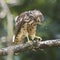 Broad Wing Hawk vs Wasp