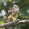 Broad Wing Hawk vs Wasp