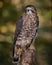 Broad Winged Hawk