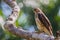 Broad-winged Hawk