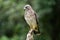 Broad-winged Hawk Buteo platypterus