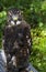 Broad-winged Hawk (Buteo platypterus) on Perch