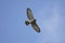 Broad-winged Hawk In Flight