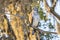 Broad-winged Hawk Perched At Sunrise