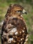 Broad-winged Hawk with Ruffled Feathers