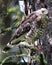 A broad-winged Hawk sits on a branch with a mouse in its talons