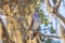 Broad-winged Hawk On A Tree At Sunrise