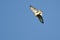 Broad-Winged Hawk On The Wing