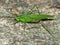 Broad-winged Katydid (Microcentrum rhombifolium)