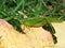 Broad-winged Katydid (Microcentrum rhombifolium)