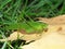 Broad-winged Katydid (Microcentrum rhombifolium)