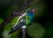 Broadbill Hummingbird Dark Background