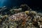 Broadclub Cuttlefish Camouflaged Over Coral Reef