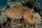 Broadclub Cuttlefish on Reef in Indonesia