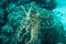 Broadclub cuttlefish sefia latimanus kapoposang indonesia scuba diving diver
