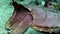 Broadclub cuttlefish Sepia latimanus changing color in corals Raja Ampat
