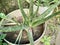 broadleaf aloe ayurvedic plant in the garden