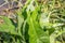 Broadleaf arrowhead plant closeup