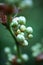 Broadleaf Arrowhead Sprouts CloseUp, Selective Focus, Blurred Background